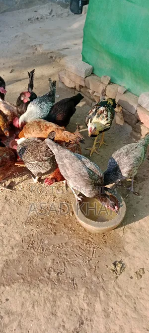 Golden Misri Hens Desi Hens