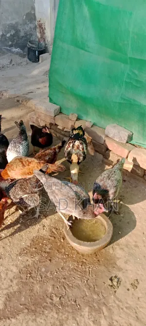 Golden Misri Hens Desi Hens