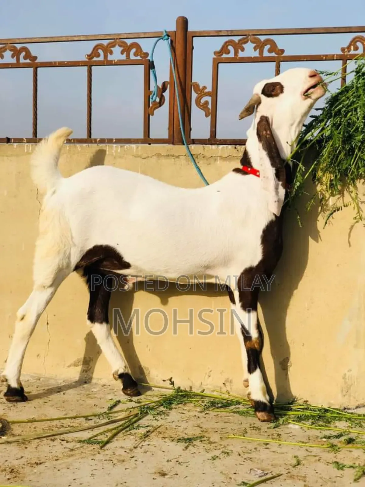 Rajanpuri Bakra