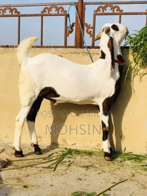 Rajanpuri Bakra