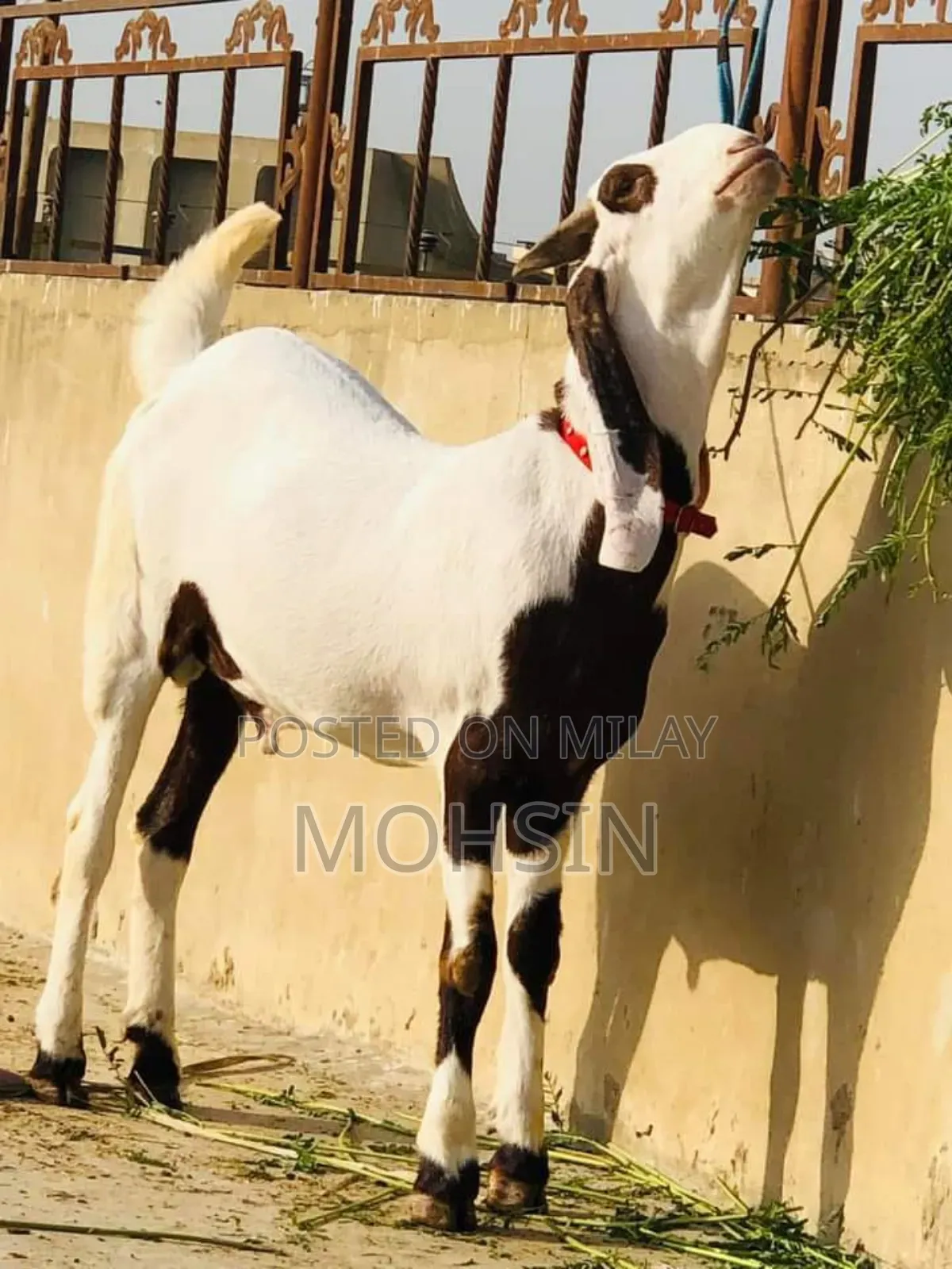 Rajanpuri Bakra