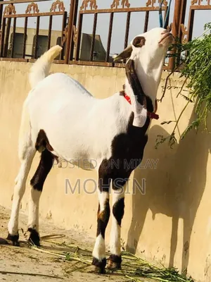 Rajanpuri Bakra