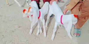 Desi Bakri for Sale Call