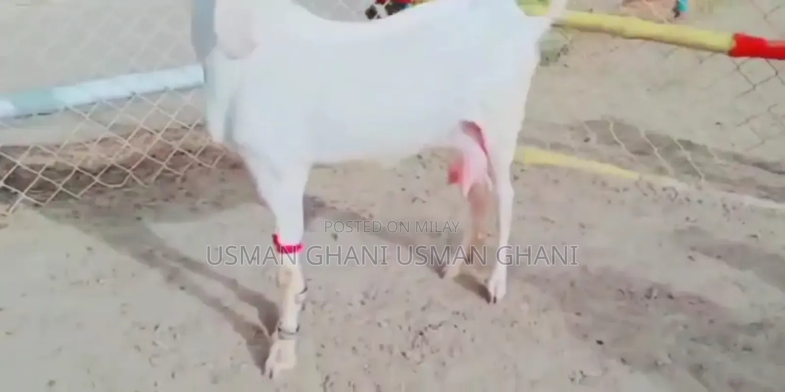 Desi Bakri for Sale Call