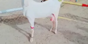 Desi Bakri for Sale Call