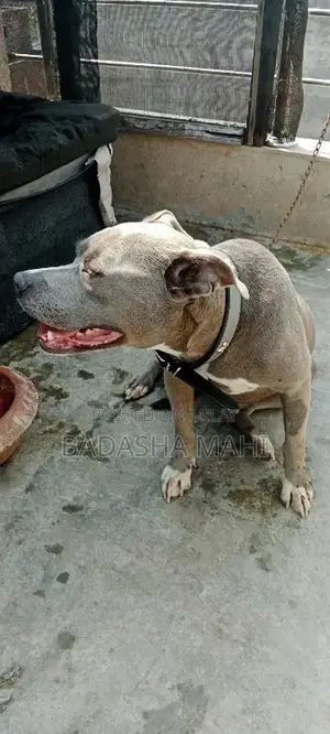 Photo - pitbull female Urgent for sale