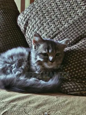 Photo - Exquisite Double Coat Persian Kitten - Grey Beauty