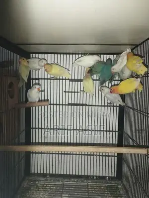 Photo - love bird and full angle flying cage
