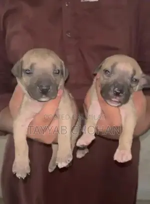 Photo - 2 femal 2 male pitbull best wuality
