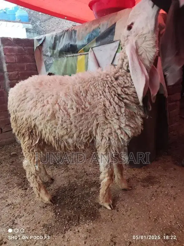 Home Bread Desi bakre for 2025 Qurbani