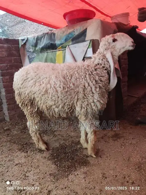 Home Bread Desi bakre for 2025 Qurbani