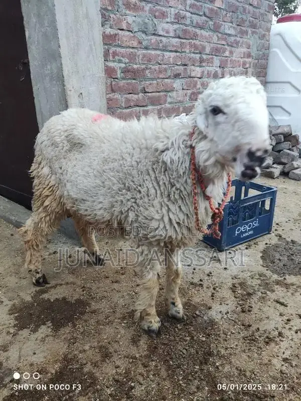 Home Bread Desi bakre for 2025 Qurbani