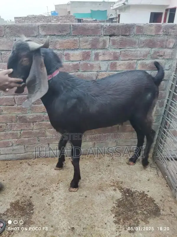 Home Bread Desi bakre for 2025 Qurbani