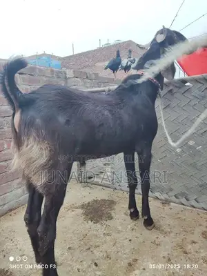 Home Bread Desi bakre for 2025 Qurbani