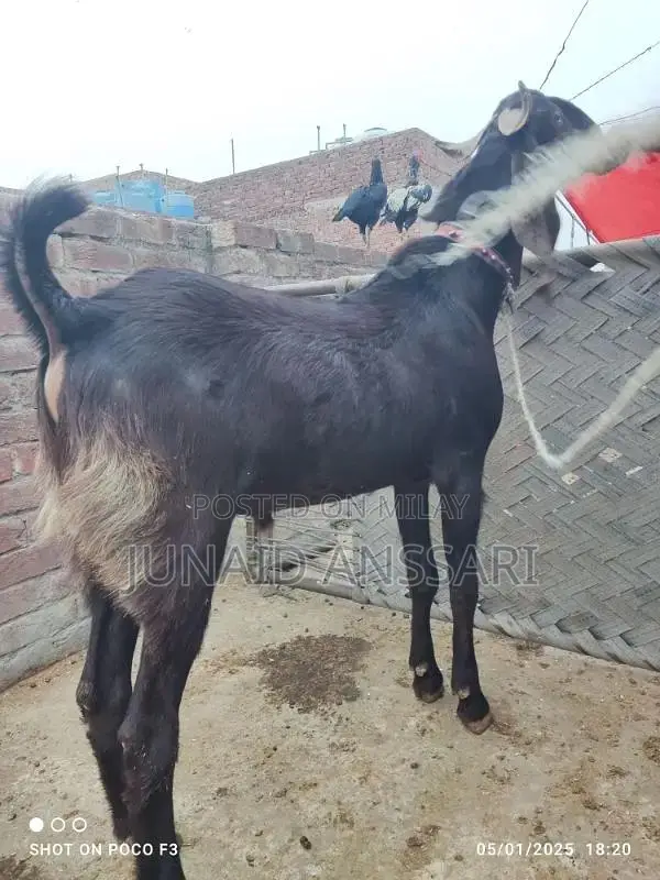 Home Bread Desi bakre for 2025 Qurbani