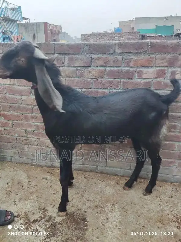 Home Bread Desi bakre for 2025 Qurbani