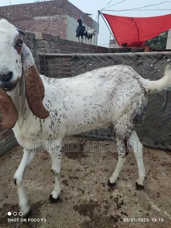 Home Bread Desi bakre for 2025 Qurbani