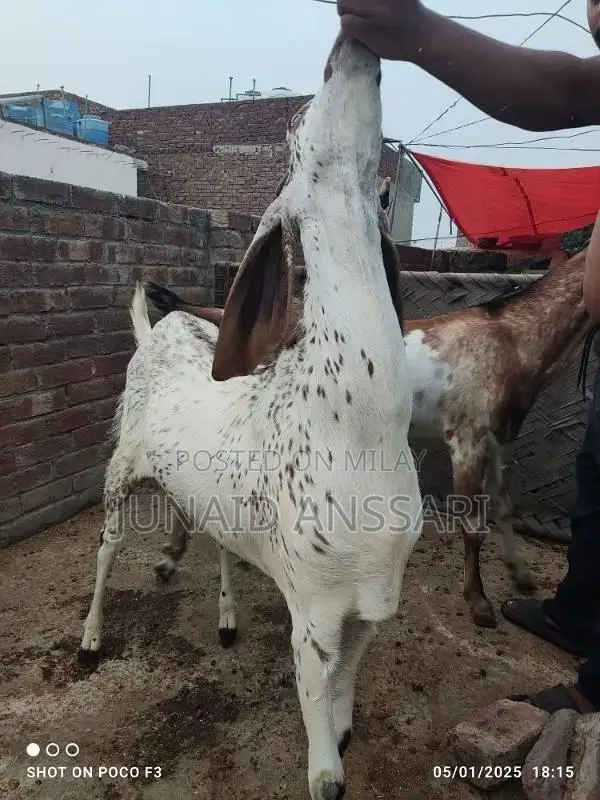 Home Bread Desi bakre for 2025 Qurbani