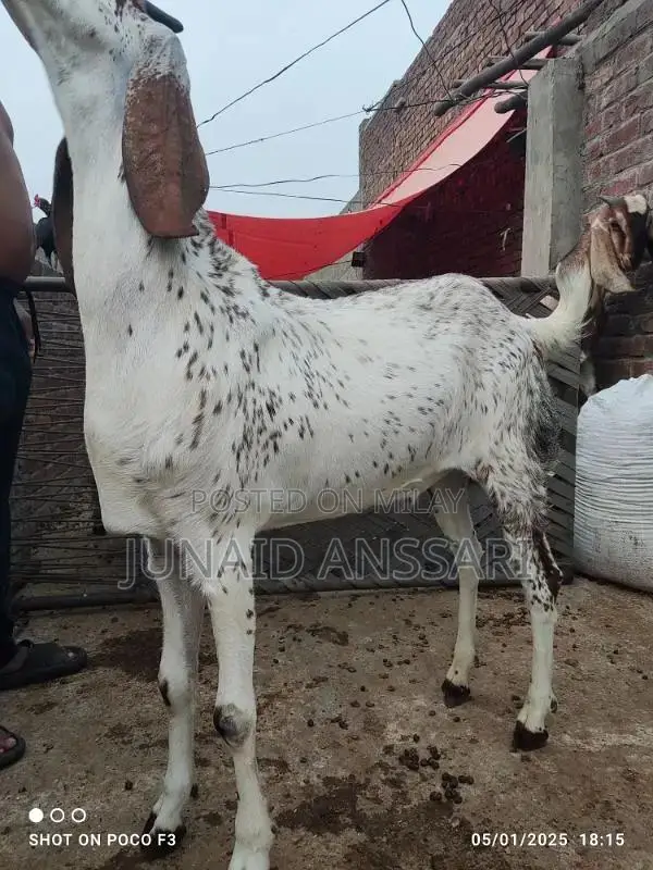 Home Bread Desi bakre for 2025 Qurbani