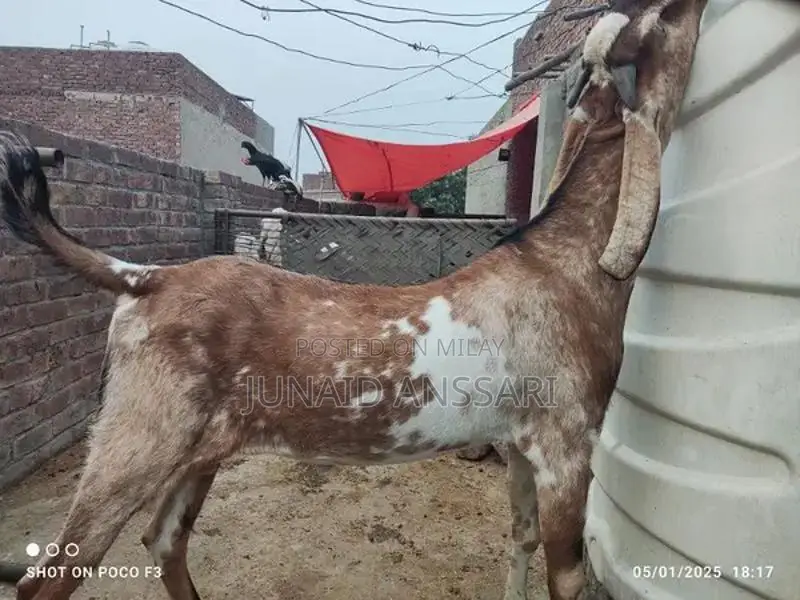 Home Bread Desi bakre for 2025 Qurbani
