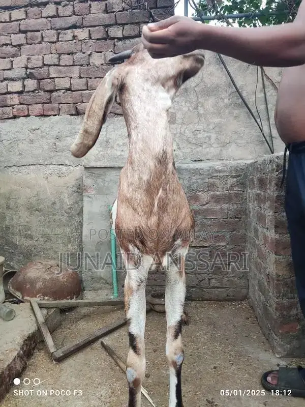 Home Bread Desi bakre for 2025 Qurbani