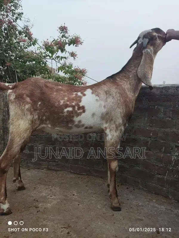 Home Bread Desi bakre for 2025 Qurbani