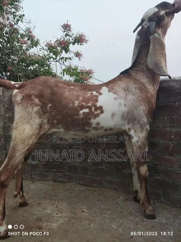 Home Bread Desi bakre for 2025 Qurbani