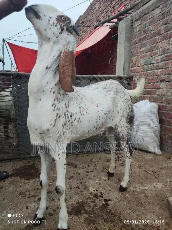 Home Bread Desi bakre for 2025 Qurbani