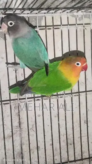 Photo - Lovebirds breeder pair ha