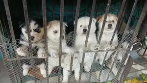 Photo - Husky 3 months old