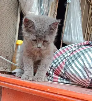 Photo - pair cat