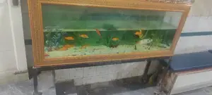 Photo - Fish Aquarium with live healthy fishes