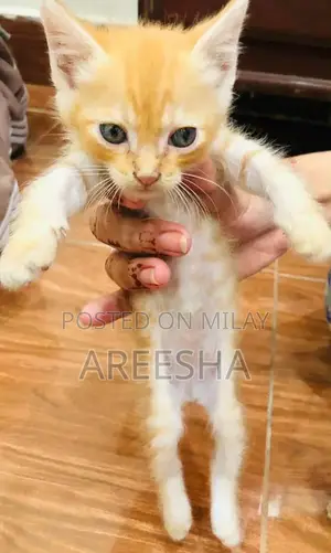 Photo - cats for sale