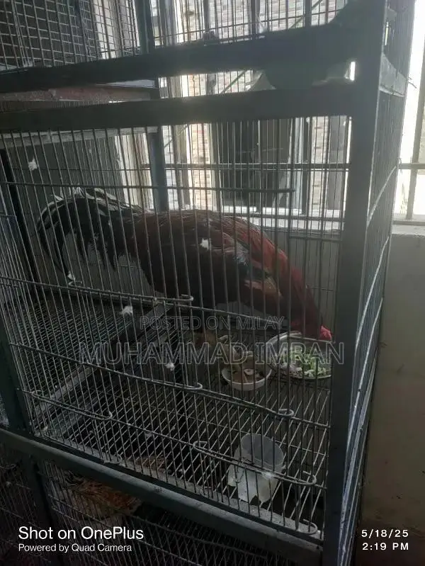 pure Aseel Murga or Murgi
