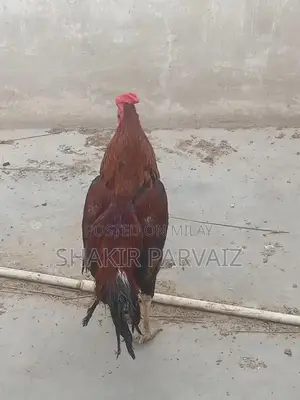 rooster aseel