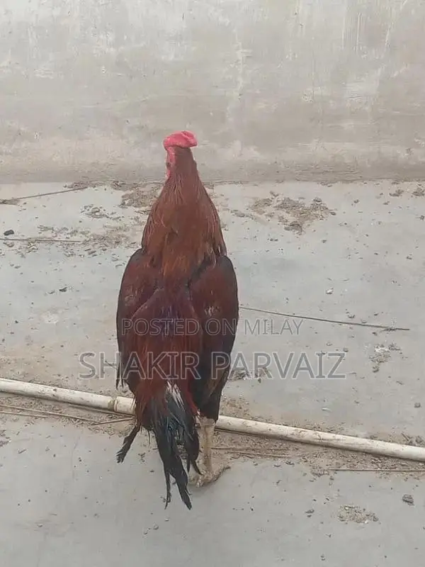 rooster aseel