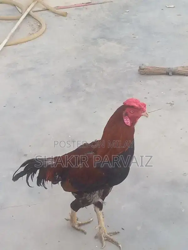 rooster aseel