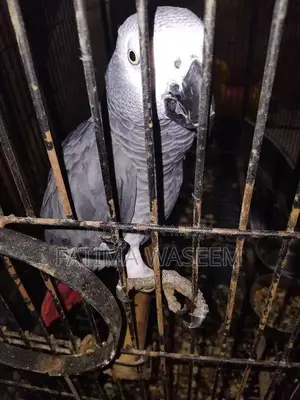 Photo - African gray parrot available for sale