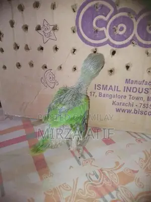 Photo - parrot baby for sale