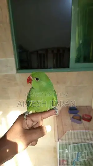 Photo - Handtame ringneck parrot baby for sale!