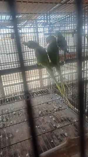 Photo - Pahari Parrot Breeding Pair - Alexander Parrot Breeder - Kas
