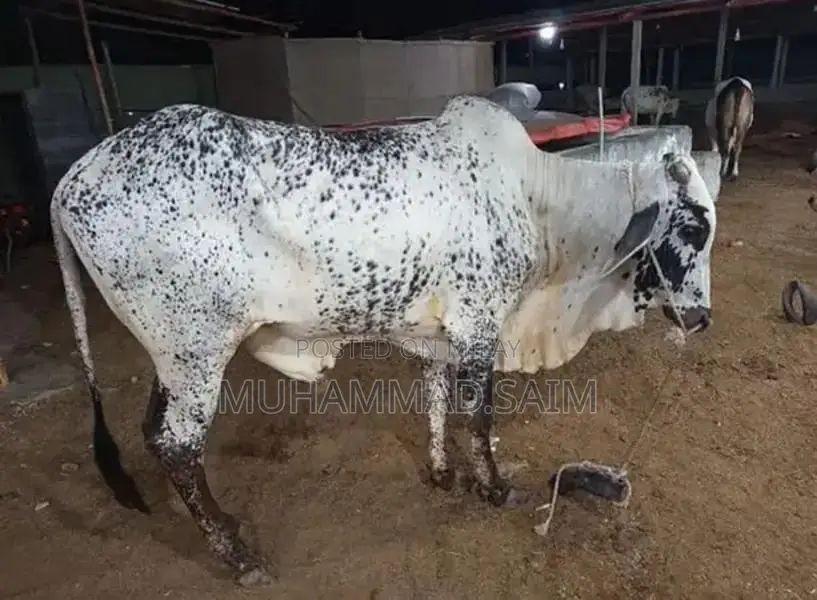 cow for Qurbani  wastapp no