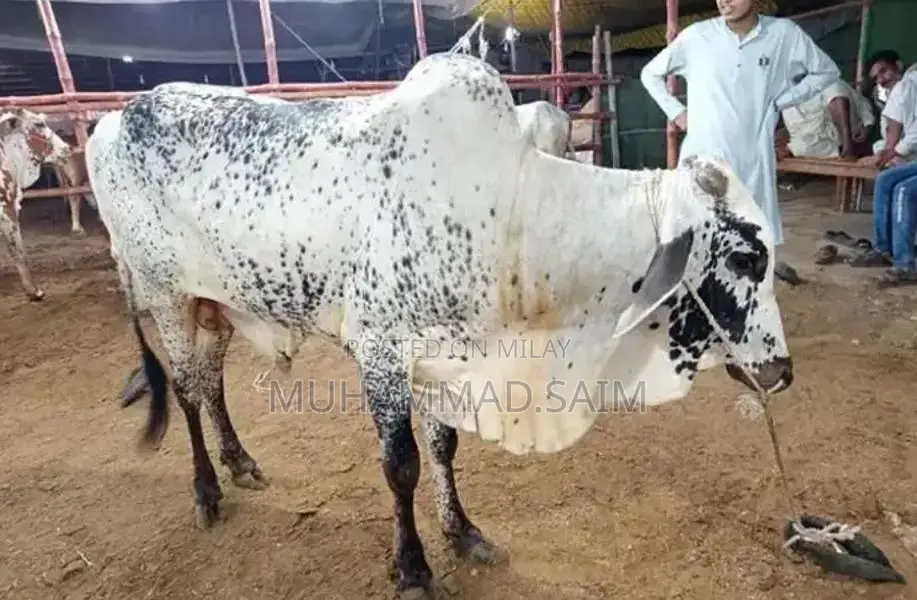 cow for Qurbani  wastapp no