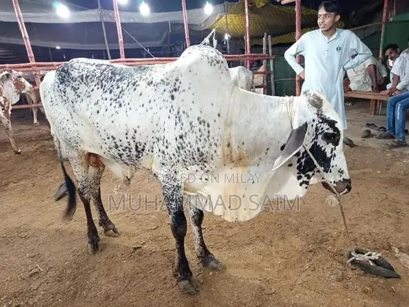 cow for Qurbani  wastapp no