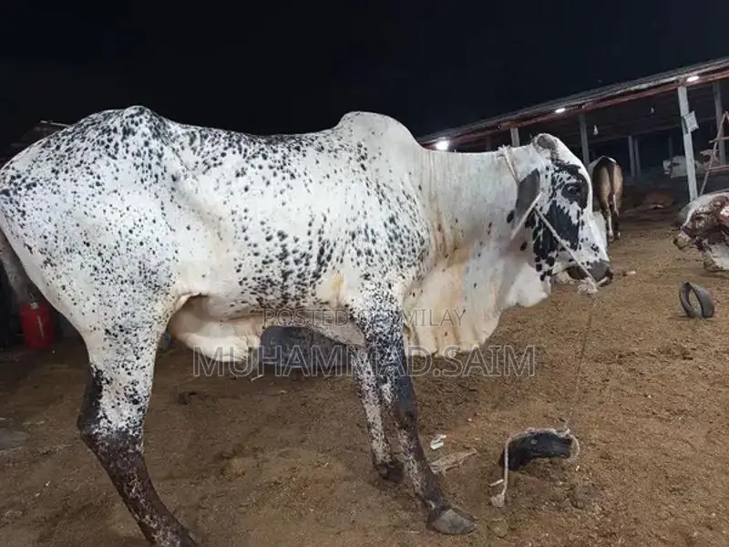 cow for Qurbani  wastapp no