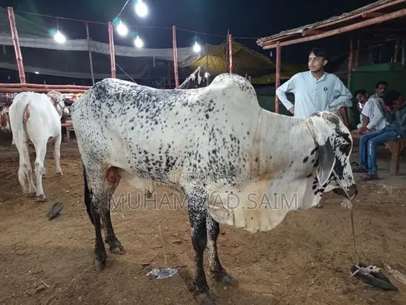 cow for Qurbani  wastapp no