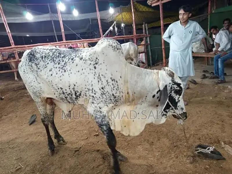 cow for Qurbani  wastapp no