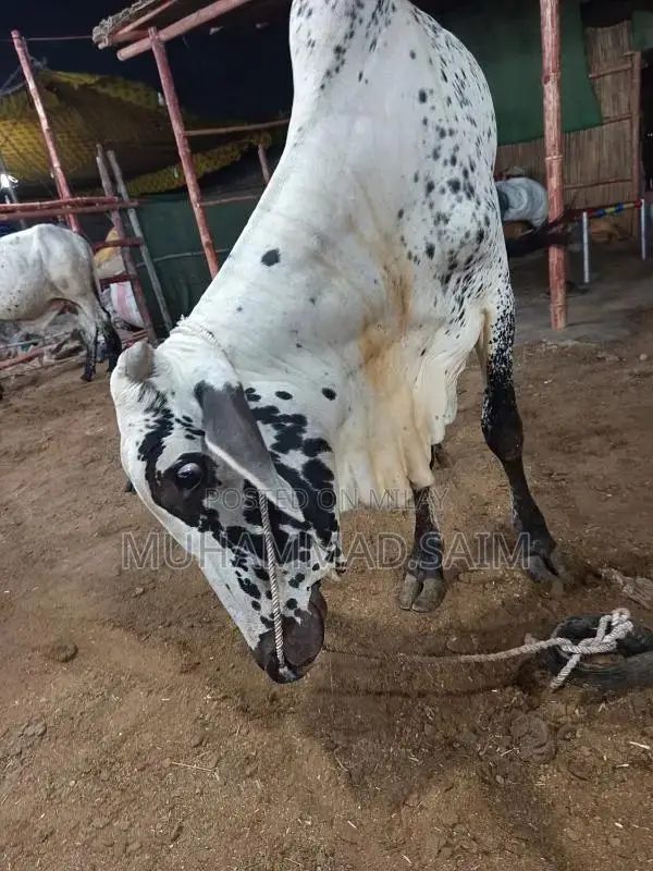 cow for Qurbani  wastapp no