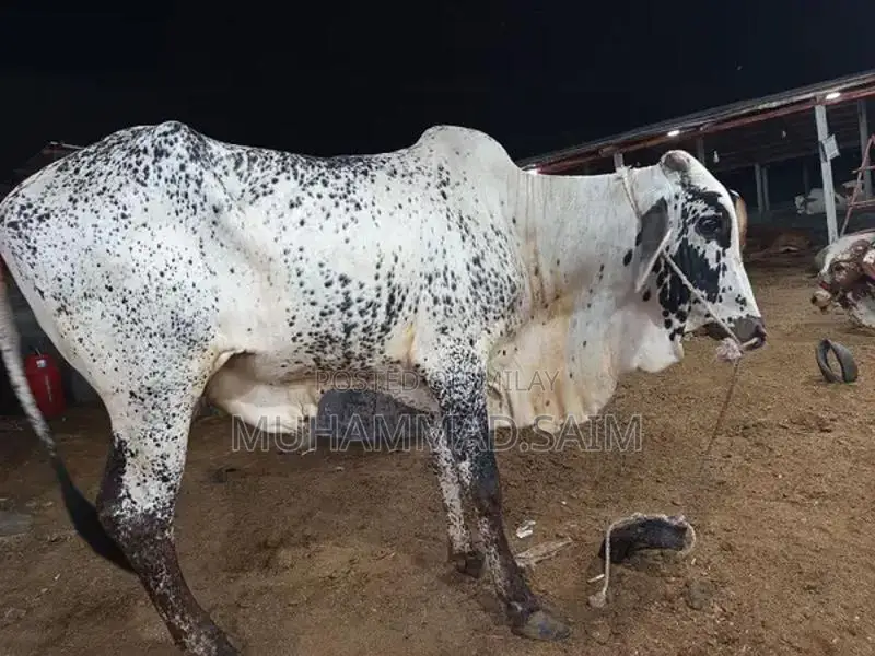cow for Qurbani  wastapp no