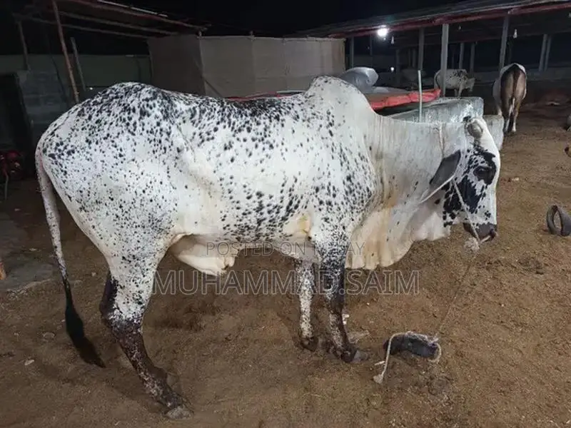 cow for Qurbani  wastapp no